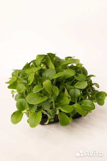 Микрозелень