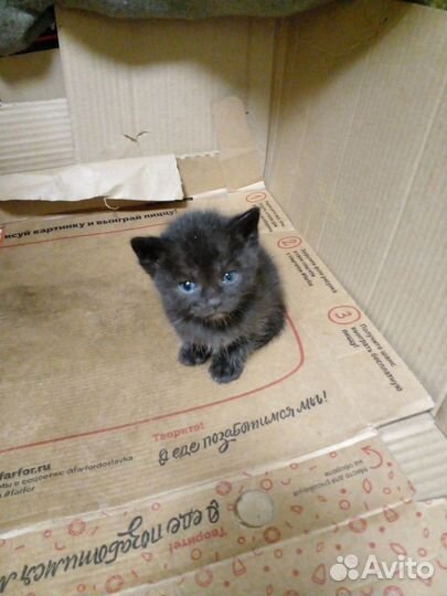 Котята в добрые руки бесплатно