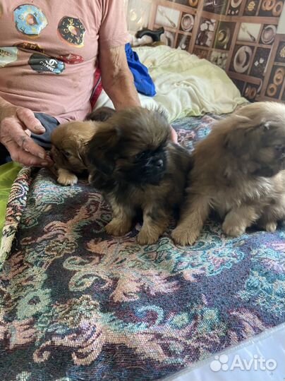 Щенки пекинеса