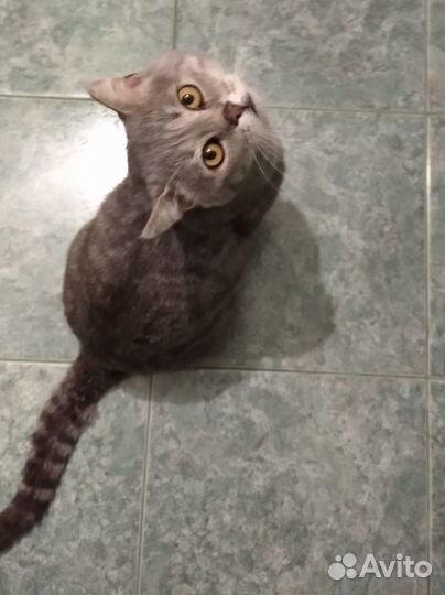 Котик в поисках счастья