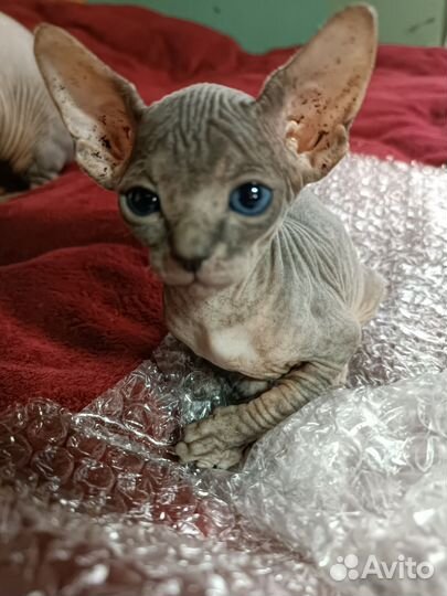 Канадский сфинкс котенок