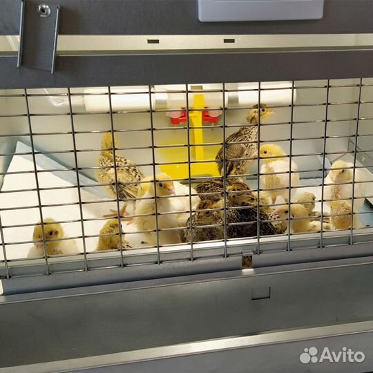 Брудер для 64 цыплят Оптима