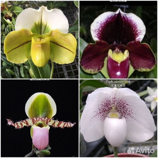 Башмачки. Орхидеи