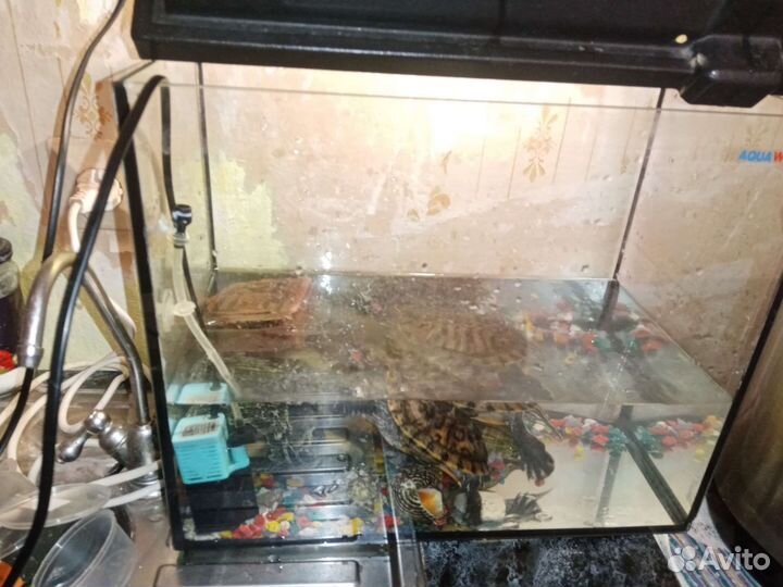 Красноухая черепаха