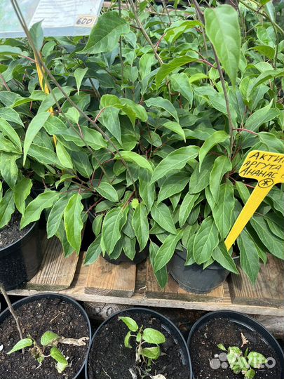 Актинидия Аргута Ананасная и мужской /Вейки