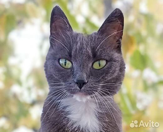 Нэсси - молодая стерильная кошечка в хорошие руки