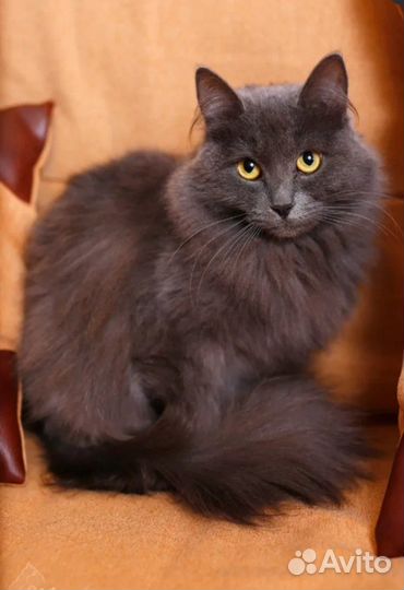 Нибелунг котятя