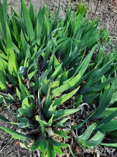 Многолетники, кустарники