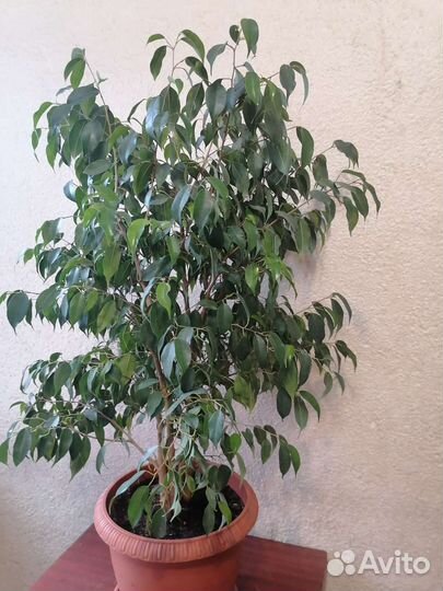 Фикус бенджамина