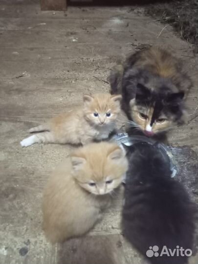 Котята в дар
