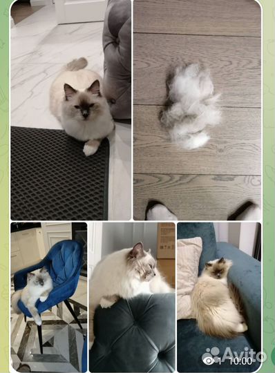 Груминг кошек на дому