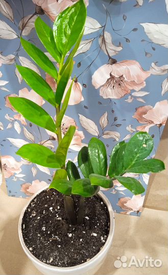 Долларовое дерево/ Замиакулкас