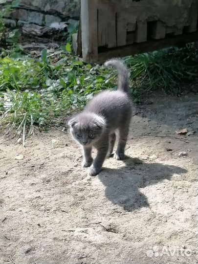 Вислоухие котята в добрые руки