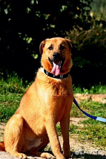 Собака-улыбака с идеальным характером в любящую се