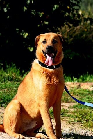 Собака-улыбака с идеальным характером в любящую се