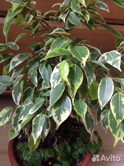 Фикус бенджамина