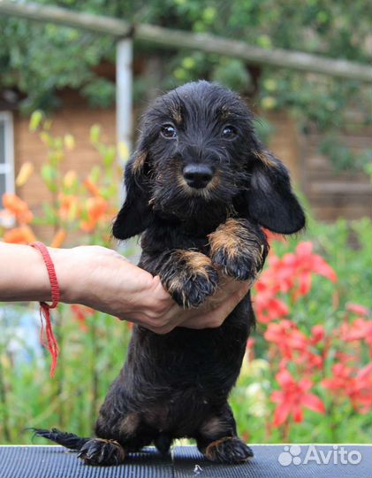 Такса кроличья