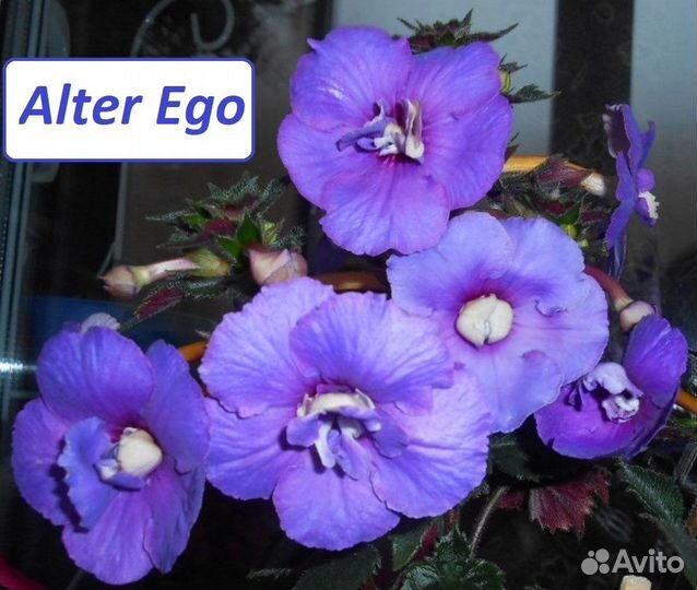 Ризомы ахименесов