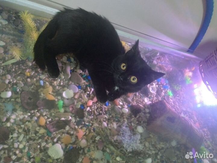 Черный котенок девочка