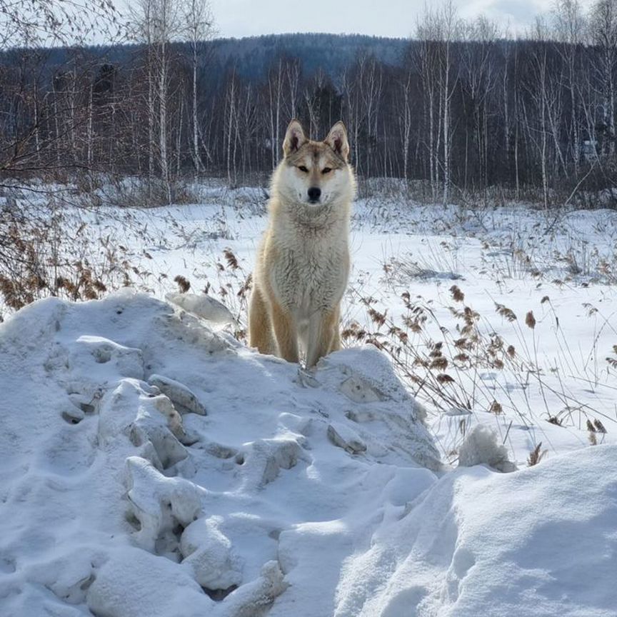 Лайка