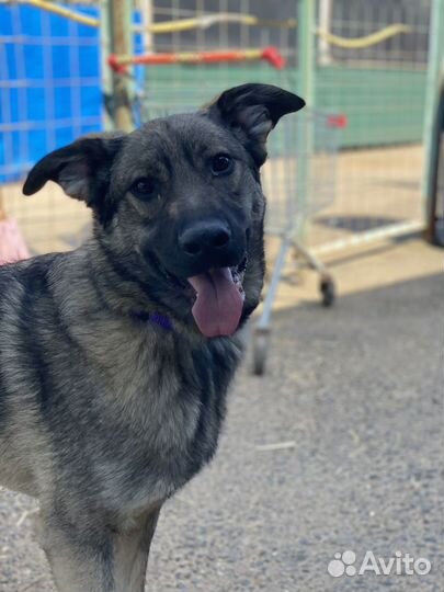 Щенок Саймон в поисках дома