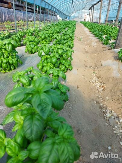 Свежая зелень, Базилик, Мята, Мелисса, Лук зеленый