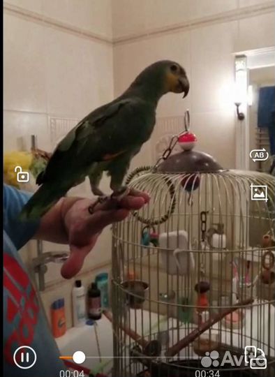 Амазон девочка