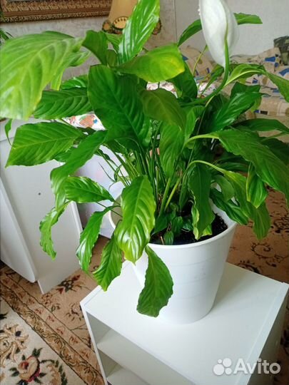 Спатифиллум