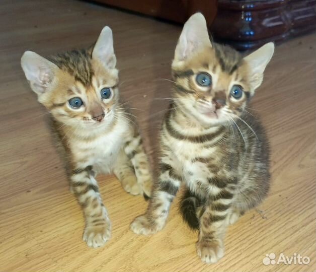 Бенгальские котята