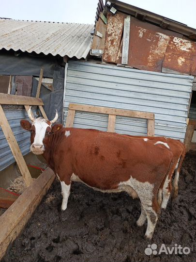 Корова на мясо