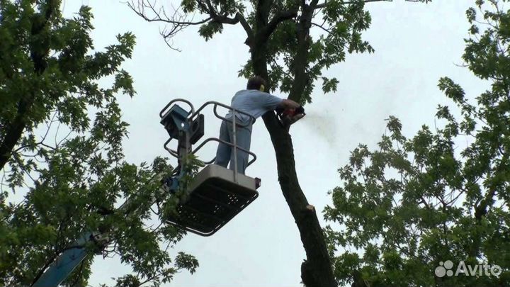 Спил деревьев