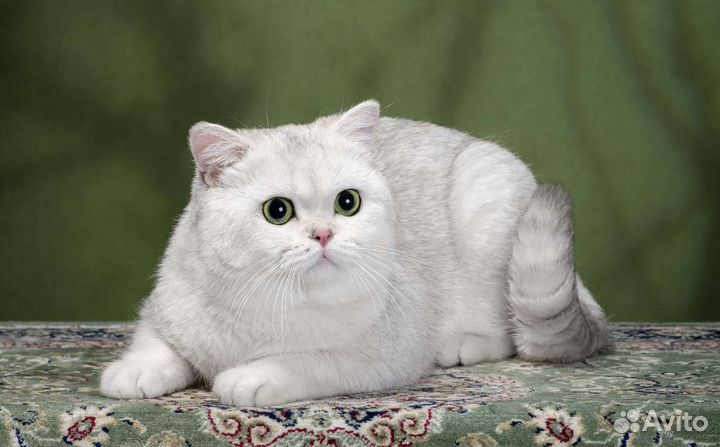 Кошка