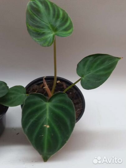 Филодендрон верукозум