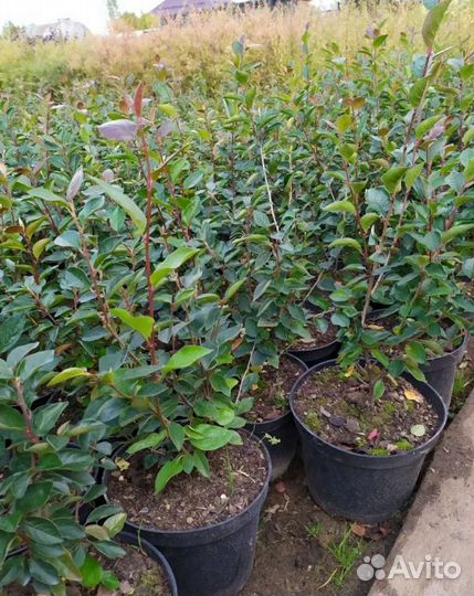 Кизильник блестящий