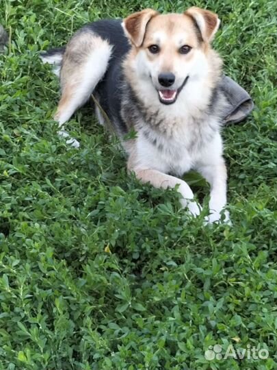 Собака в добрые руки