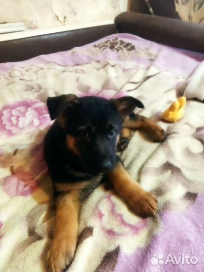 Немецкая овчарка