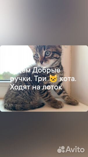 Котики 1,5 месяца