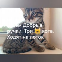 Котики 1,5 месяца