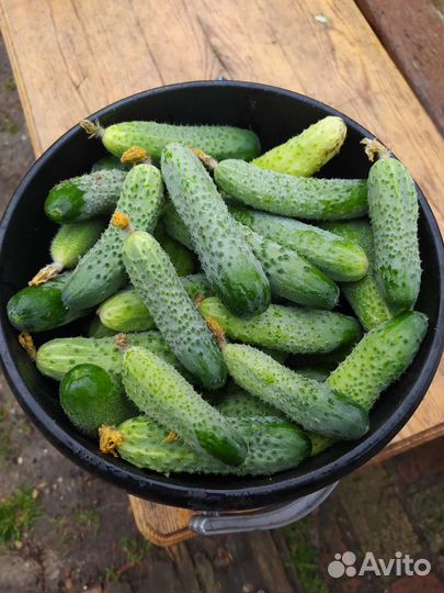 Огурцы свежие,домашние