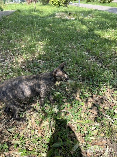 Найдена кошка сфинкс (девочка)