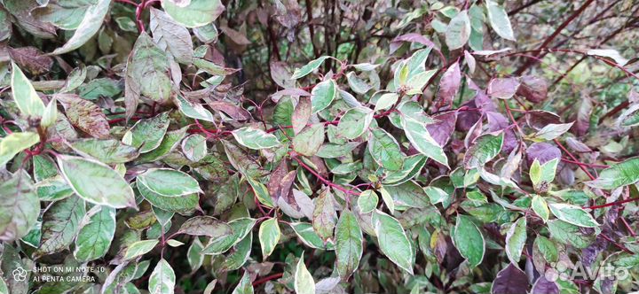 Дерен элегантиссима