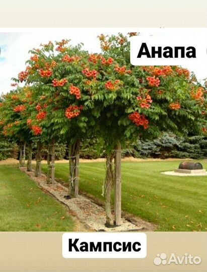 Кампсис лиана саженц