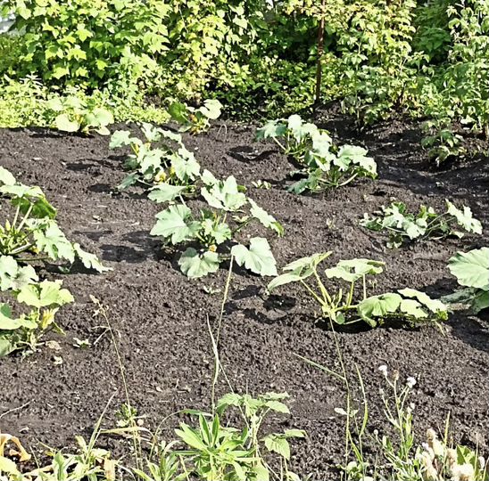 Дача 25 м² на участке 4,6 сот.