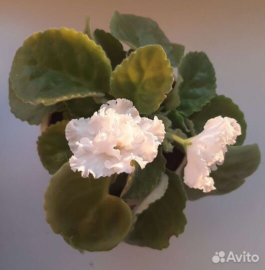 Фиалка белая махровая