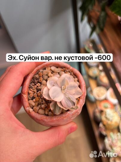 Succulent/эхеверия