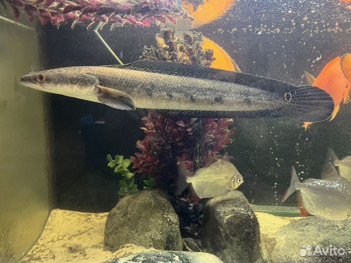 Рыба змееголов