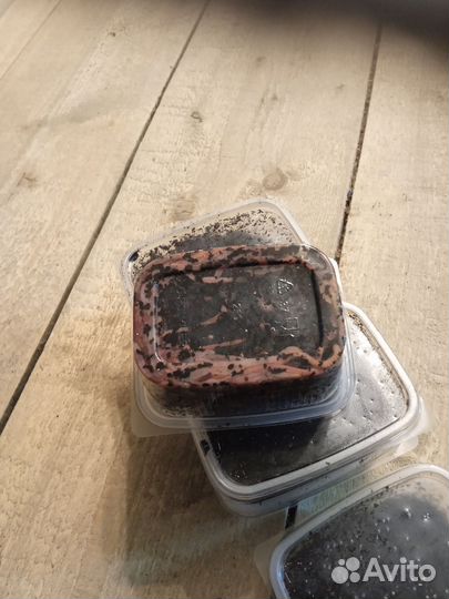 Черви для рыбалки