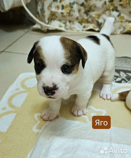 Щенки джек рассел терьер