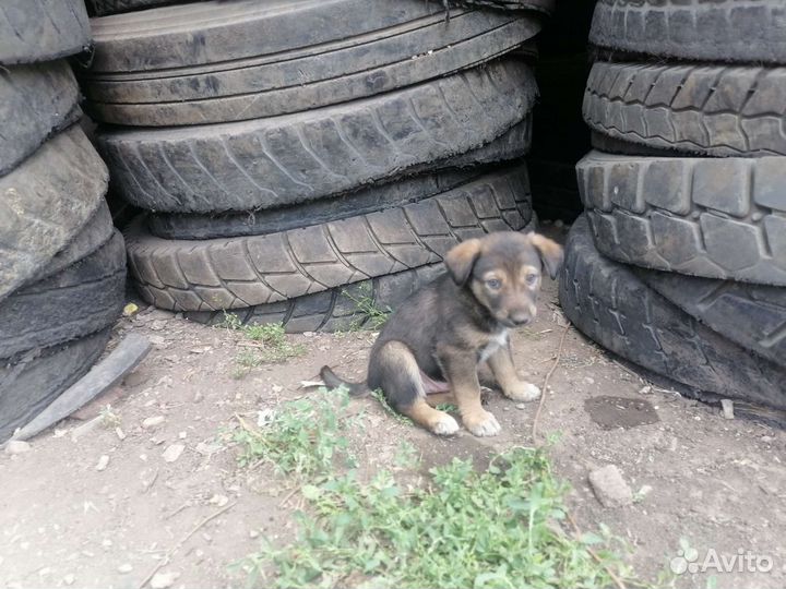 Щенок в добрые руки