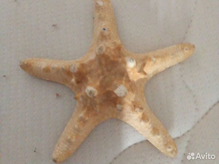 Морская звезда